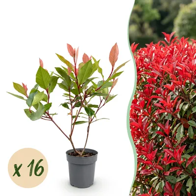 Produktbild von Photinia fraseri Little Red Robin - Glanzmispel - Heckenpflanzen - Immergrün - Rot - Winterhart - 16 Pflanzen - Topf Ø 9 cm - Höhe 25-35 cm