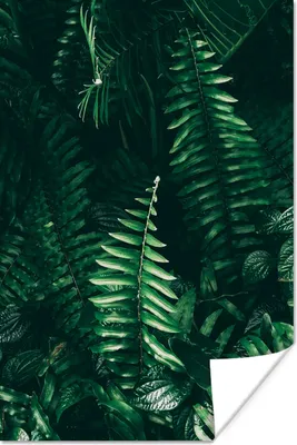 Produktbild von MuchoWow® Poster Blätter - Dschungel - Natur - Tropisch - Pflanzen 120x180 cm - Kunstposter