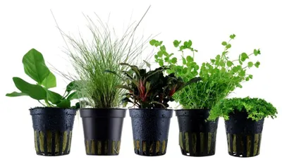 Produktbild von Pflanzen Set mit 5 Vordergrund Topf Aquarium Wasserpflanzen AquaOne Nr.201