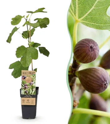 Produktbild von Obstpflanze - Feigenbaum - Ficus caria Little mis Figgy - Rote Frucht - 2 Pflanzen - 40-50cm - Ø15cm - Gartenpflanze