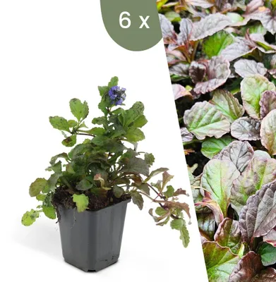 Produktbild von Plants by Frank | 6 Günsel Pflanzen | Ajuga Reptans | Bodendecker | Winterhart | Mehrjährig | Gartenpflanzen