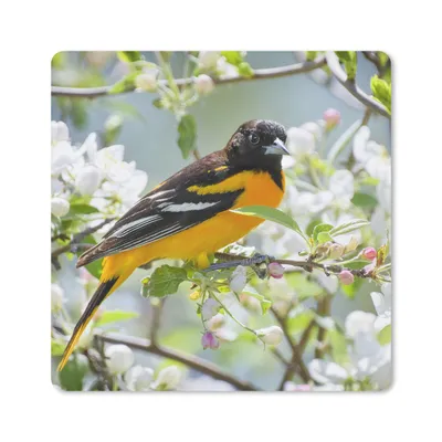 Produktbild von MuchoWow® Mauspad Mousepad Vogel - Blumen - Farben 30x30 cm - Mousepads - Maus Mat - Pad - Mausunterlage - Gaming