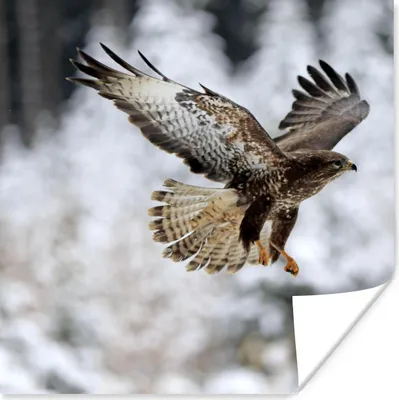 Produktbild von MuchoWow® Poster Bussard - Winter - Schnee 100x100 cm - Babyzimmer