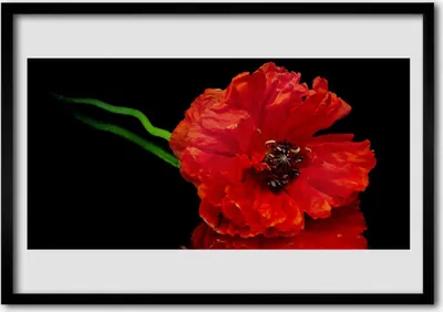 Produktbild von Bild 70x50 MDF-Rahmen Wandkunst Natur Blume Mohnpflanze