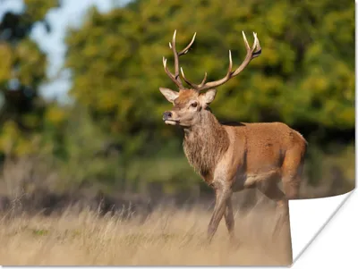 Produktbild von MuchoWow® Poster Tiere - Hirsche - Geweihe - Waldtiere - Natur 120x90 cm - Wandbild