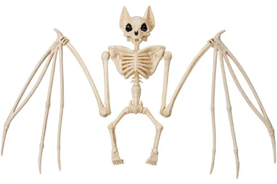 Produktbild von JOYIN Fledermaus-Skelett, Halloween-Dekoration, 61 cm, Tierskelett, Kunststoffknochen für Hof, Garten, Friedhof, Spukhaus, Friedhof, Outdoor, Innenbereich, Tischdekoration, Halloween-Partygeschenke