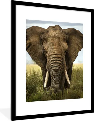 Produktbild von MuchoWow® Gerahmtes Poster Elefant - Natur - Gras - Tiere - Landschaft 60x80 cm - Poster mit Schwarzem Bilderrahmen Wandposter Rahmen Foto Bilder - Wohnzimmer - Dekorationen - Prämie