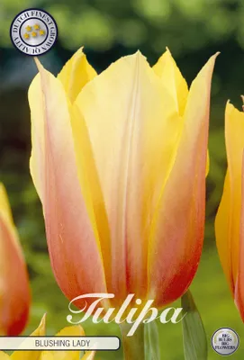 Produktbild von Tulpe Blushing Lady (7 Stück) | Tulpenzwiebeln von Sam van Schooten