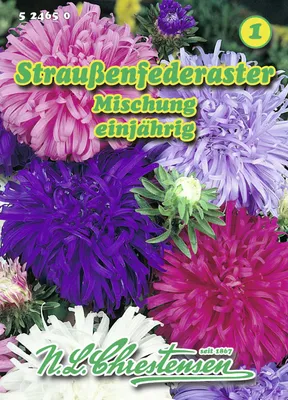 Produktbild von Straußenfederaster Mischung | Asternsamen von N.L. Chrestensen