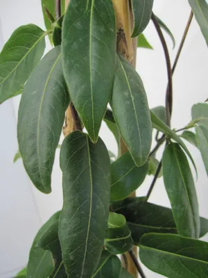 Produktbild von Lonicera henryi - Geissblatt henryi 80-100