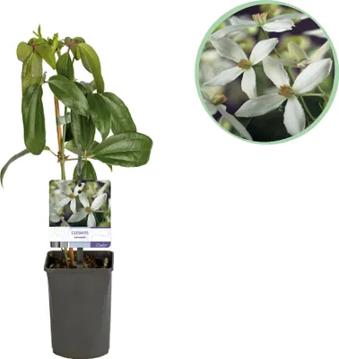 Image de Green boutiQ - Plante grimpante - Clématite armandii - Fleurs blanches - À feuillage persistant - Peu d'entretien - 1 plante en pot de 11 cm - Hauteur 40 cm