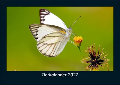 Produktbild von Tierkalender 2027 Fotokalender DIN A5