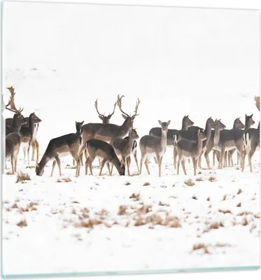Produktbild von Bilder auf glas - Hirsch Winter Tierwelt Landschaft - 70x70cm - Glasbilder - Wandbilder - Kunstdruck - zum Aufhängen bereit - Wanddekoration aus Glas - Glas Bilder - Wandbild auf Glas - GAC70x70-3144