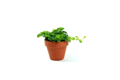 Obrázok produktu pre Gardners Peperomia rotundifolia, priemer 6 cm