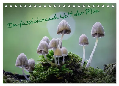 Produktbild von Die faszinierende Welt der Pilze (Tischkalender 2027 DIN A5 quer), CALVENDO Monatskalender