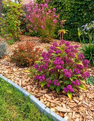 Produktbild von Liebesperlenstrauch / Schönfrucht Callicarpa bodinieri 'Profusion' 40 - 60 cm