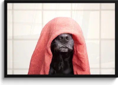 Produktbild von MuchoWow® MuchoWow® Gerahmtes Poster Hund mit einem roten Handtuch auf dem Kopf 90x60 cm - Poster mit zchwarzem Bilderrahmen - Fotorahmen - Foto-Plakat