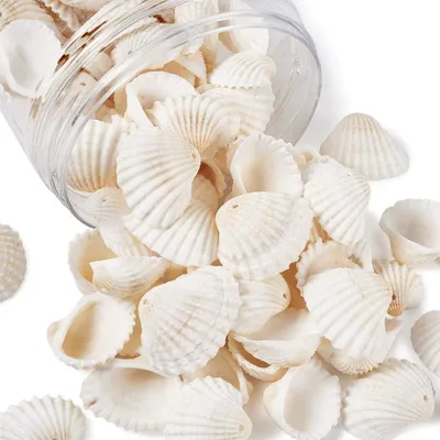 Produktbild von Inovra – Natürliche Muschelperlen für Bastelarbeiten