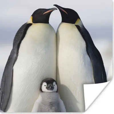 Produktbild von MuchoWow® Poster Pinguin - Familie - Schnee 100x100 cm - Babyzimmer