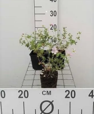 Zdjęcie produktu dla 6 x Geranium sang. 'Striatum' - Cranesbill - Doniczka 9 x 9 cm