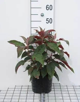 Produktbild von Hydrangea aspera 'Hot Chocolate'® - Fellhortensie  25- 30 cm Container