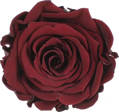 Produktbild von Infinity Rose L Ø5cm konserviert stabilisiert haltbar Rosenkopf ewige Rosenblüte 1 St. Dunkelbraun (cho01)