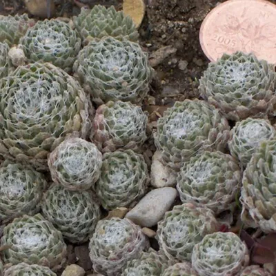 Immagine prodotto di 6 x Houseleek - Sempervivum arachnoideum | vaso 9cm x 9cm