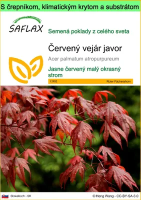 Obrázok produktu pre SAFLAX Garden to go - Červený vejár javor - Acer palmatum atropurpureum - 20 Semená - S črepníkom, klimatickým vekom a pestovateľským substrátom