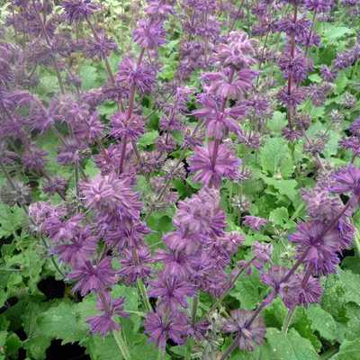 Obrázek produktu pro 6 x šalvěj listnatá  - Salvia verticillata 'Purple Rain'  | Květináč 9 cm x 9 cm
