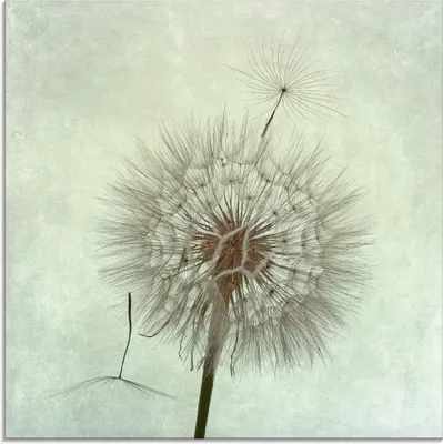 Produktbild von ARTland Glasbild Pusteblume II Größe: 20x20 cm