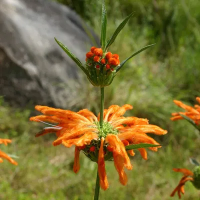 Produktbild von Löwenohr (Leonotis leonurus) - 20 Samen