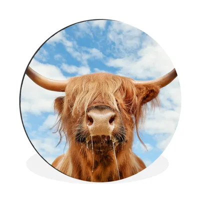 Produktbild von MuchoWow® Aluminium Wandkreis Schottischer Highlander - Wolke - Tiere Ø 60 cm Wanddeko Modern Wohnzimmer - Wand Kreis - Wandbild - Schlafzimmer - Aluminium Bild - Kinderzimmer - Wohnzimmer Dekoration - Wandschmuck