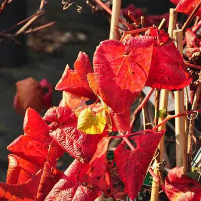 Produktbild von 2 x Scharlachwein - Vitis coignetiae | 60-80 cm im Container