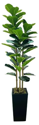Obrázok produktu pre Umelo vyrobený fíkus lyrata (Ficus lyrata) – izbová rastlina, výška 150 cm – s čiernym kvetináčom – s prírodnou drevenou základňou – plastový – vhodný do domácnosti a kancelárie