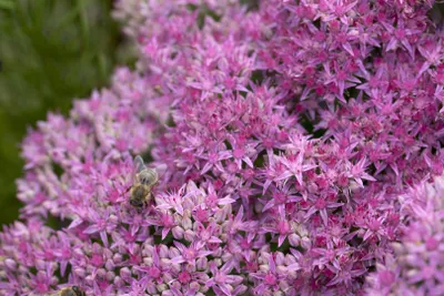 Produktbild von Sedum spectabile 'Carl', Fetthenne, rosa Blüten, ca. 11x11 cm Topf