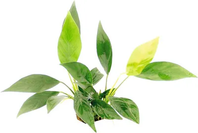 Produktbild von Kahles Speerblatt - Anubias barteri var. glabra