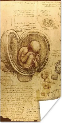 Produktbild von MuchoWow® Poster Baby im Mutterleib - Leonardo da Vinci 60x120 cm - Wandschmuck