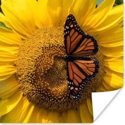 Produktbild von MuchoWow® Poster Sonnenblume - Schmetterling - Frühling 50x50 cm - Wohnzimmerdekoration
