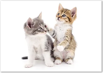 Produktbild von Tulup® Glas-Bild - 100 x 70 - Wandbild aus Glas - Wandkunst - Wandbild hinter gehärtetem Sicherheitsglas - Tiere - Zwei kleine Katzen - Beige