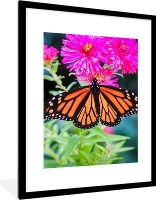 Produktbild von MuchoWow® Gerahmtes Poster Schmetterling - Botanisch - Blume 60x80 cm - Poster mit Schwarzem Bilderrahmen Wandposter Rahmen Foto Bilder - Wohnzimmer - Dekorationen - Prämie