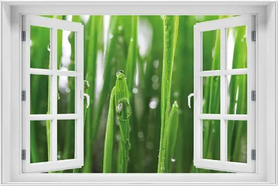 Produktbild von Wallario Wandbild mit Fenster-Illusion: Wassertropfen an Grashalmen, Größe: 61 x 91,5 cm, Poster mit weißem Aluminiumrahmen