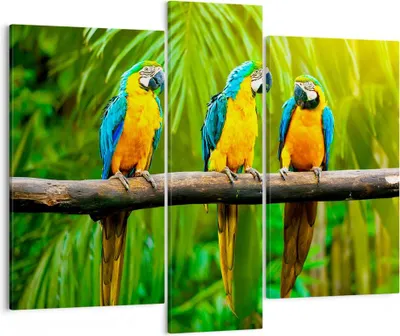Produktbild von Bild auf Leinwand - Leinwandbild - Papageien Collorful Natur Vögel - 95x80cm - Wand Bild - Wanddeko - Leinwanddruck - Bilder - Kunstdruck - Wanddekoration - Leinwand bilder - Wandkunst - CB95x80-2696