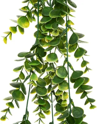 Zdjęcie produktu dla Wisząca roślina sztuczna 75cm peperomia