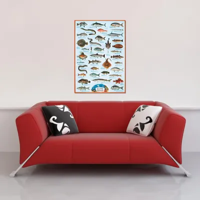 Image de Educational Sea Fish 2 - Poissons de mer éducation poster éducatif impression 61x91,5 cm
