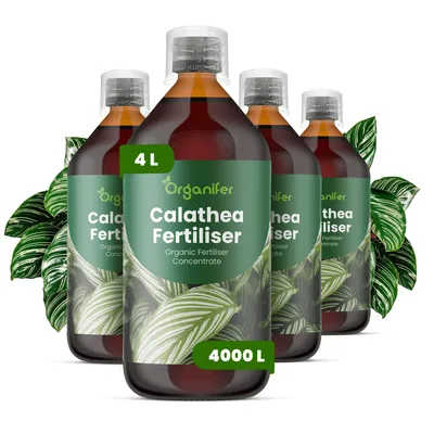 Produktbild von Calathea Flüssigdünger 4x1L – 2-1-8 NPK – Flüssigdünger Zimmerpflanzen – Für Blätter & Üppiges Blattwerk – Fördert Wurzeln & Vitalität – Organifer