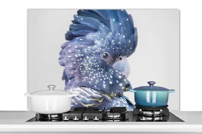 Obrázok produktu pre MuchoWow® Kuchynský splashback - Kuchynský backsplash - Ochrana steny sporáka a drezu - Kaketoe - Blauw - Dieren - Natuur 100x65 - Alu-Dibond (alternatíva skleneného splashbacku) - Tepelne odolný - Splashback sporáka - Ochrana dlaždíc - Kuchynský backsplash - Kuchynský backsplash - Ochrana steny - Dibond - Splashback sporáka