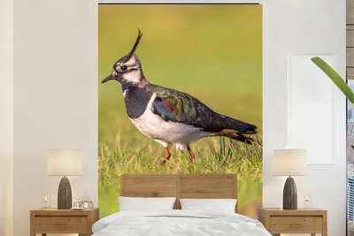 Produktbild von MuchoWow® Fototapete für Wohnzimmer oder Schlafzimmer Wandtapete Vinyl Motivtapete Vogel - Gras - Natur - Tiere - Kiebitz - 180x280 cm - Wallpaper