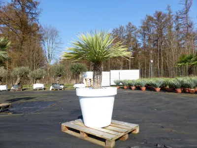 Produktbild von Yucca Rostrata 170 cm | Stamm 55 cm | im Pflanzkübel Ø80 cm Weiß winterhart