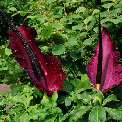 Obrázok produktu pre Dračí koreň - 10 x Arum dracunculus vulgaris