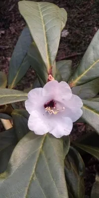 Produktbild von Rhododendron / Alpenrose - Rhododendron fulvum 40-50cm